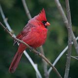 Cardinal On A Branch_24792